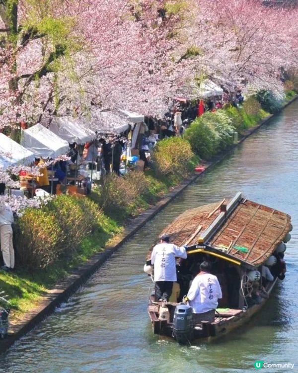 春日CHILL有FEEL：指定賞花日遊「2人同行1人免費」