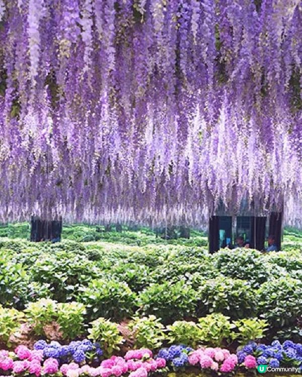 春日CHILL有FEEL：指定賞花日遊「2人同行1人免費」