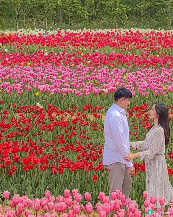 春日CHILL有FEEL：指定賞花日遊「2人同行1人免費」