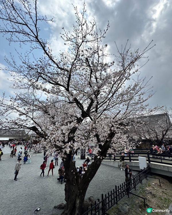熊本城賞櫻🌸