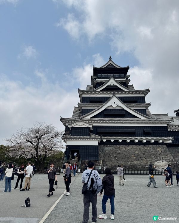 熊本城賞櫻🌸