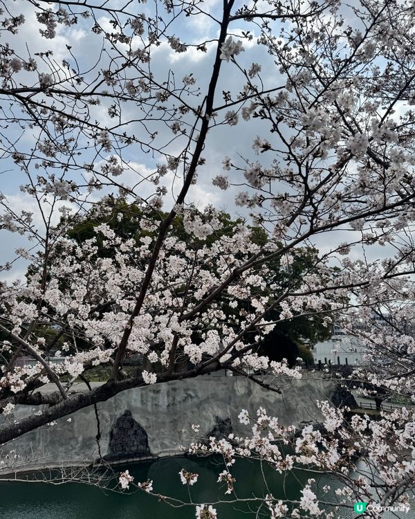 熊本城賞櫻🌸