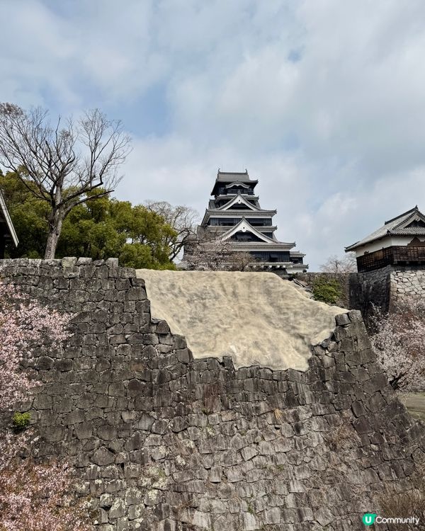 熊本城賞櫻🌸