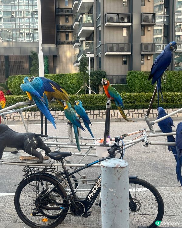 鸚鵡鸚鵡鸚鵡鸚鵡鸚鵡鸚鵡鸚鵡鸚鵡鸚鵡鸚鵡鸚鵡鸚鵡