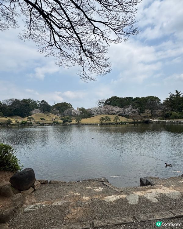 門前寺成趣園賞櫻🌸