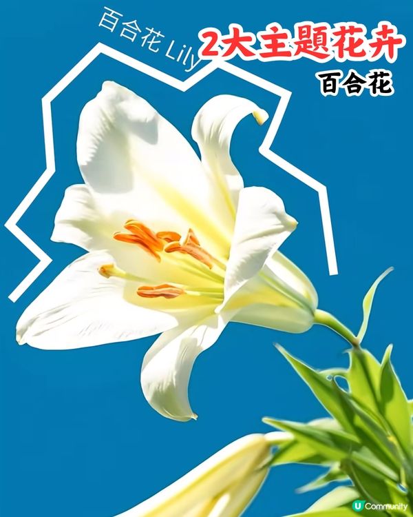 深圳花展2025免費入場！今年主題花卉＋2大會場率先睇🤩