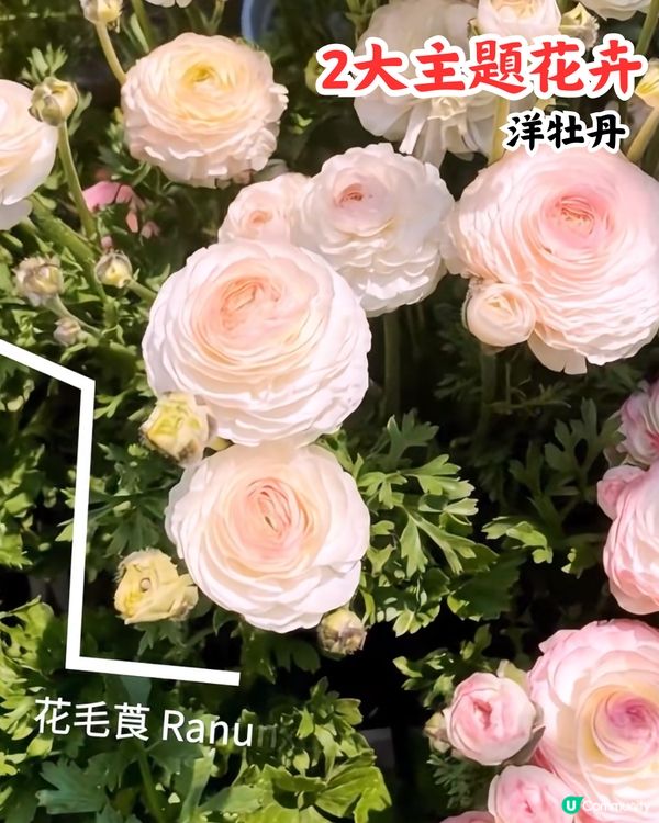 深圳花展2025免費入場！今年主題花卉＋2大會場率先睇🤩