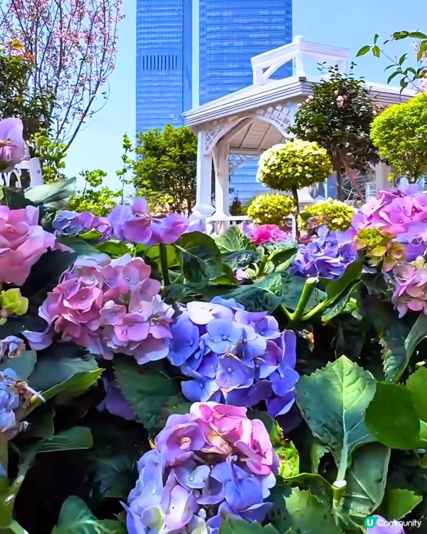 深圳花展2025免費入場！今年主題花卉＋2大會場率先睇🤩