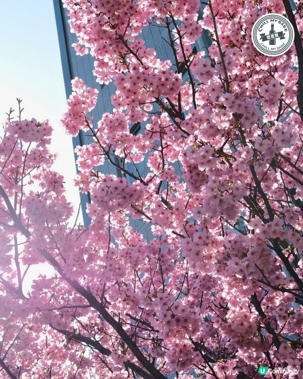 東京賞櫻🌸必去！中目黑目黑川🌸隧道！