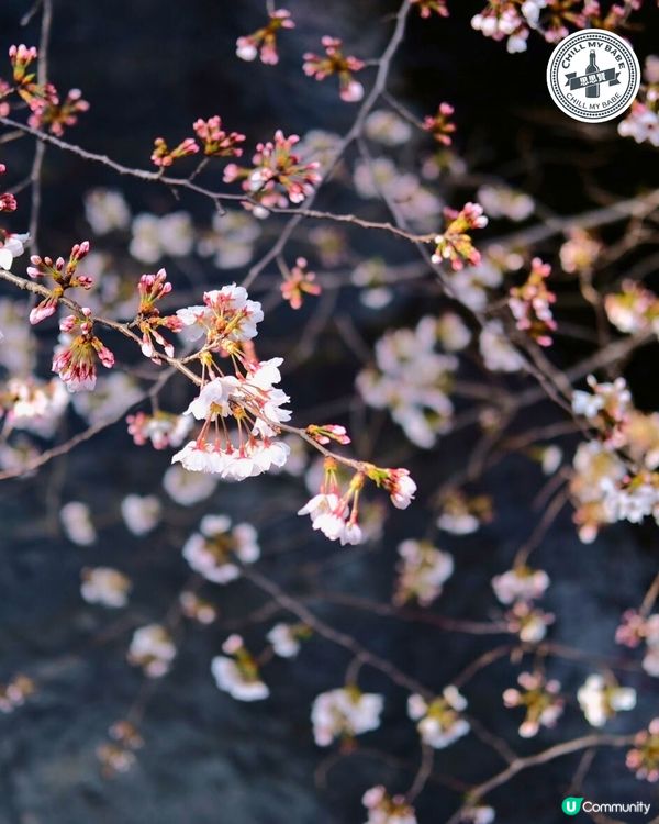 東京賞櫻🌸必去！中目黑目黑川🌸隧道！