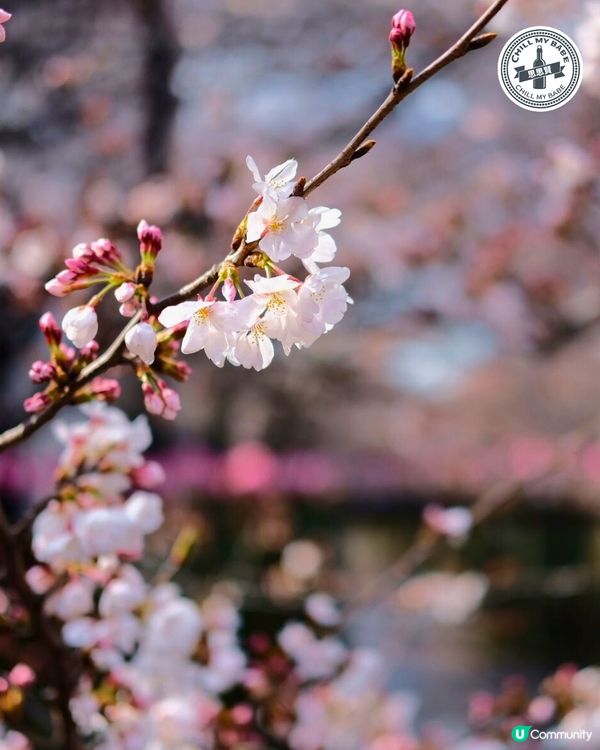東京賞櫻🌸必去！中目黑目黑川🌸隧道！