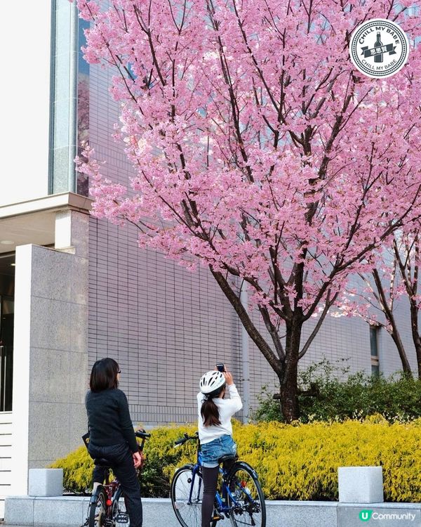 東京賞櫻🌸必去！中目黑目黑川🌸隧道！