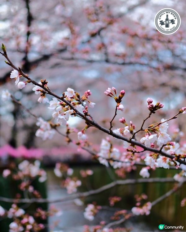 東京賞櫻🌸必去！中目黑目黑川🌸隧道！