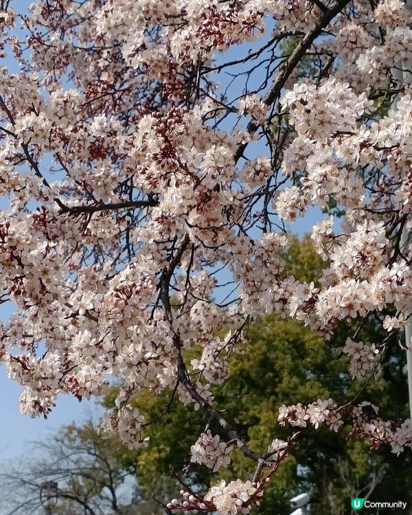 大阪城欣賞櫻花