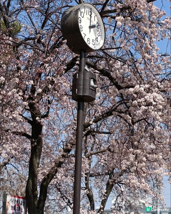 大阪城欣賞櫻花