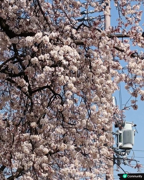 大阪城欣賞櫻花