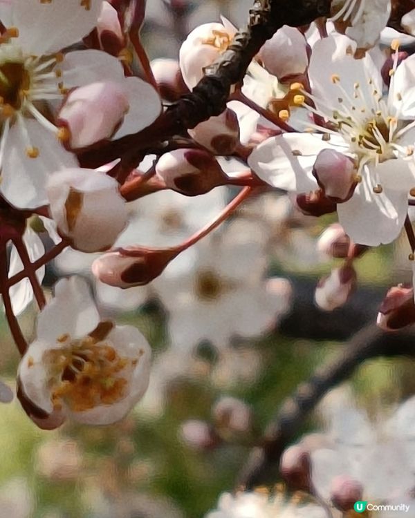 大阪城欣賞櫻花