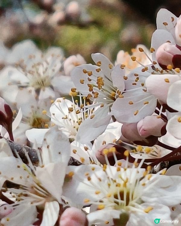 大阪城欣賞櫻花