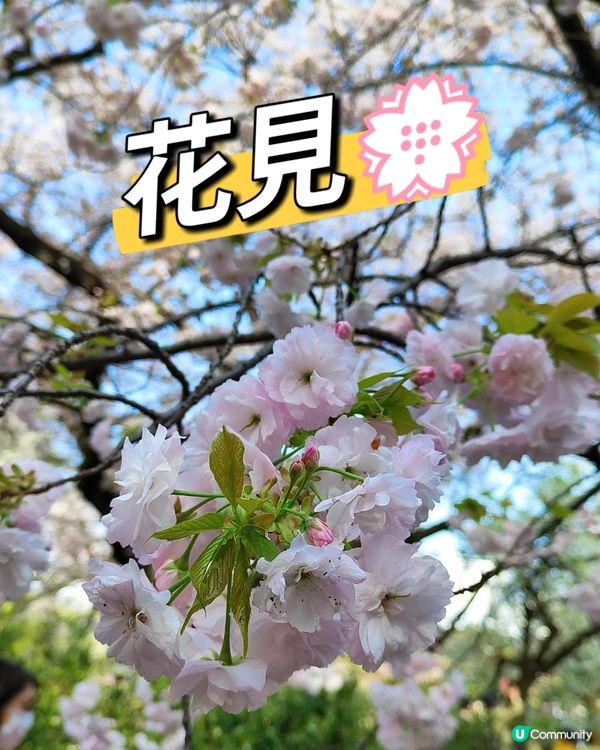 💮賞櫻必到新宿禦苑💮