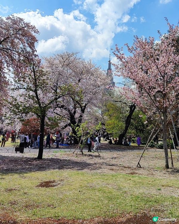 💮賞櫻必到新宿禦苑💮