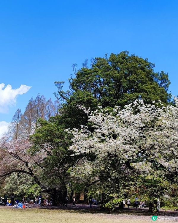 💮賞櫻必到新宿禦苑💮