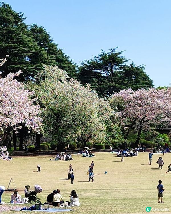 💮賞櫻必到新宿禦苑💮