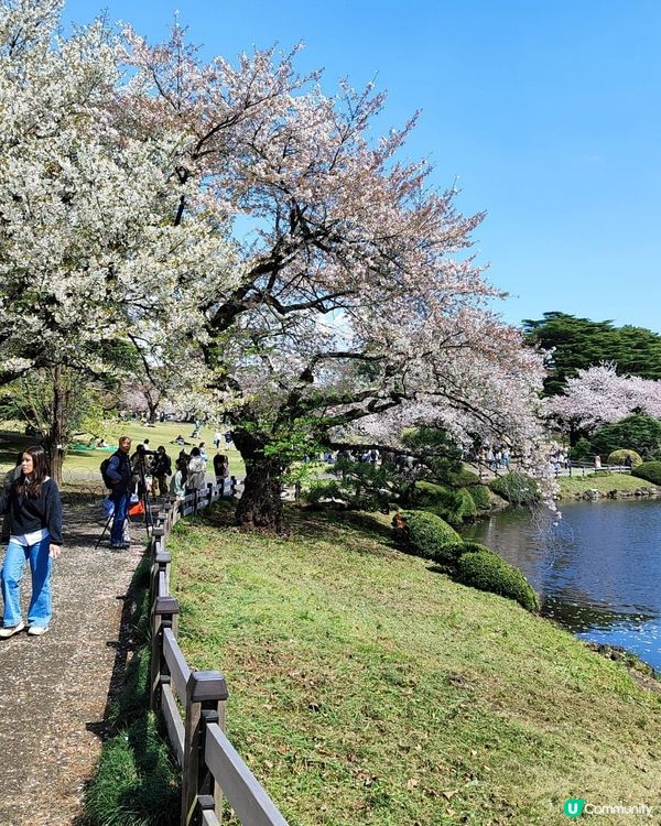 💮賞櫻必到新宿禦苑💮