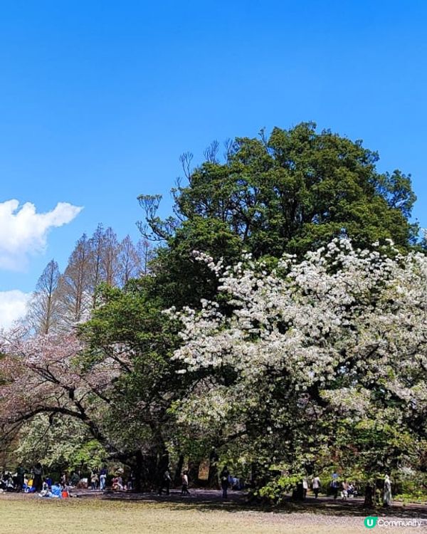💮賞櫻必到新宿禦苑💮