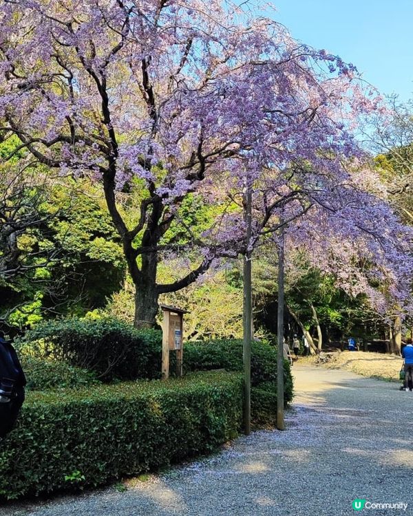 💮賞櫻必到新宿禦苑💮