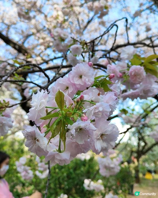 💮賞櫻必到新宿禦苑💮