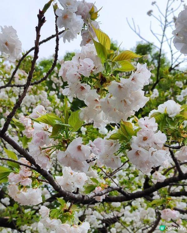 💮賞櫻必到新宿禦苑💮