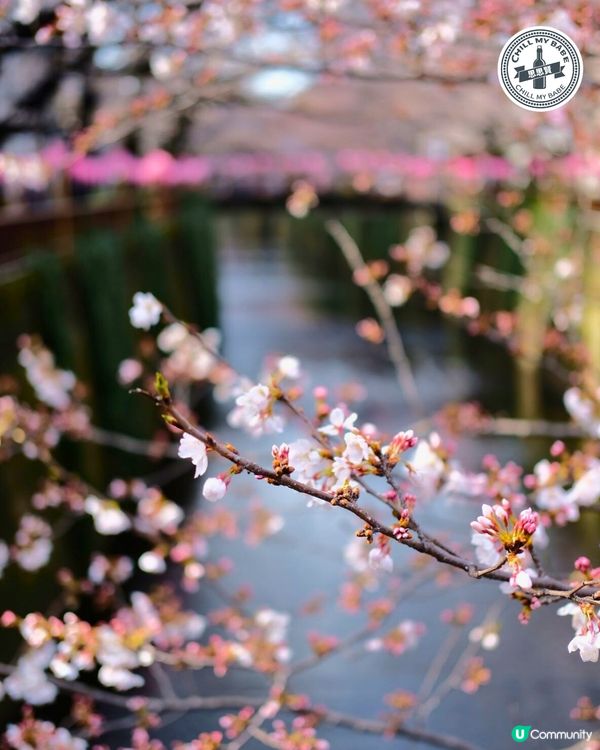 東京賞櫻🌸必去！中目黑目黑川🌸隧道！