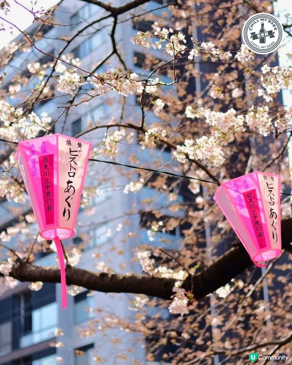 東京賞櫻🌸必去！中目黑目黑川🌸隧道！