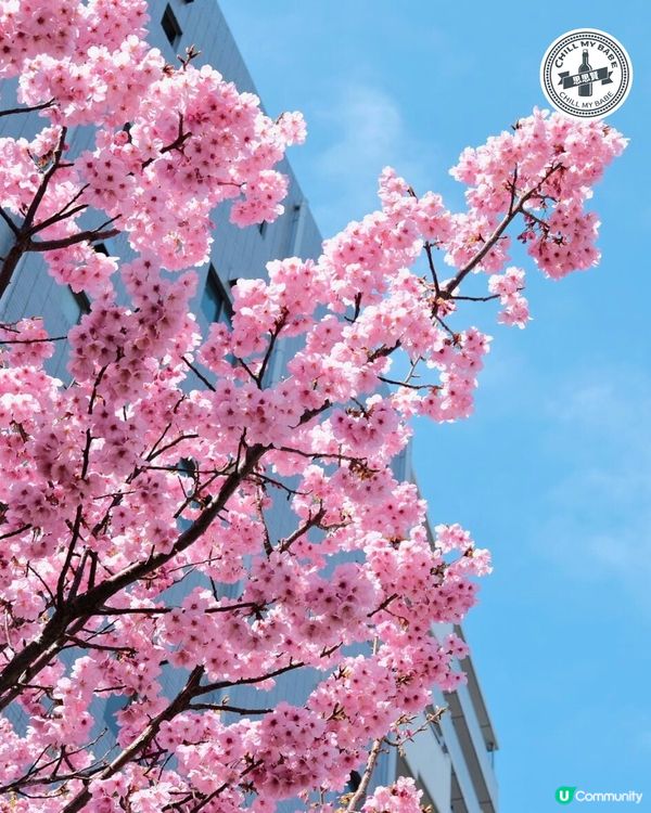 東京賞櫻🌸必去！中目黑目黑川🌸隧道！
