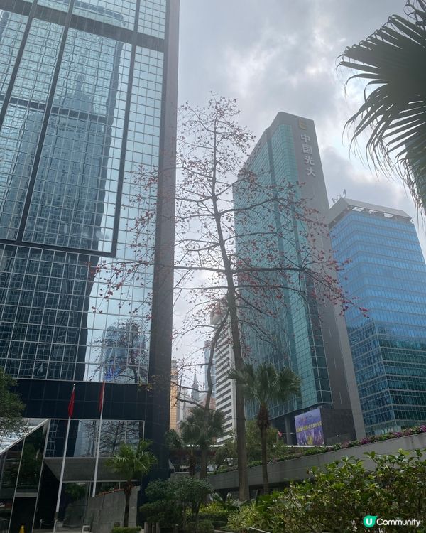 灣仔木棉花🌸  紅遍這個城市 🏙️