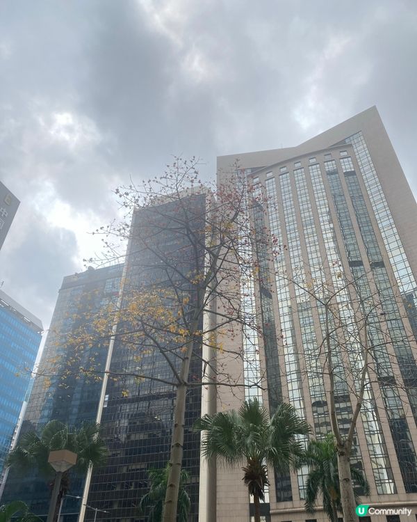 灣仔木棉花🌸  紅遍這個城市 🏙️