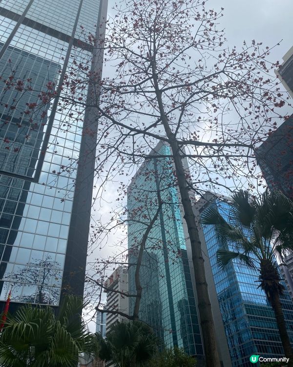 灣仔木棉花🌸  紅遍這個城市 🏙️