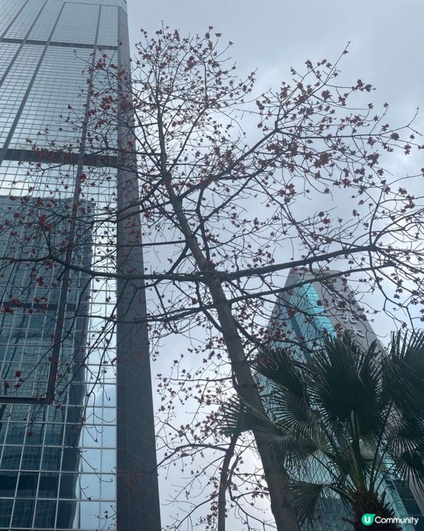 灣仔木棉花🌸  紅遍這個城市 🏙️