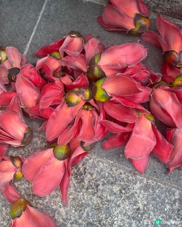 灣仔木棉花🌸  紅遍這個城市 🏙️