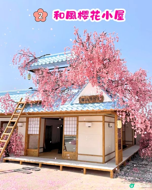 深圳Blue Concept關於藍Cafe最新4大櫻花主題打卡位‼️ 浪漫櫻花飄落/和服租借/與草泥馬互動