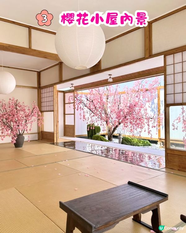 深圳Blue Concept關於藍Cafe最新4大櫻花主題打卡位‼️ 浪漫櫻花飄落/和服租借/與草泥馬互動