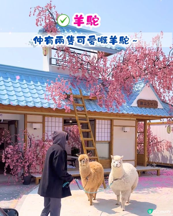 深圳Blue Concept關於藍Cafe最新4大櫻花主題打卡位‼️ 浪漫櫻花飄落/和服租借/與草泥馬互動