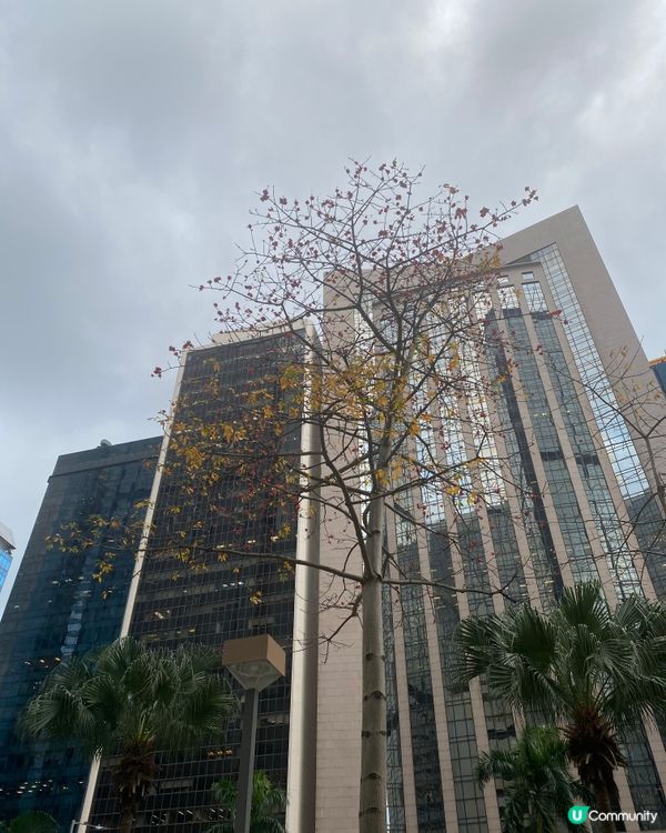 灣仔木棉花🌸  紅遍這個城市 🏙️