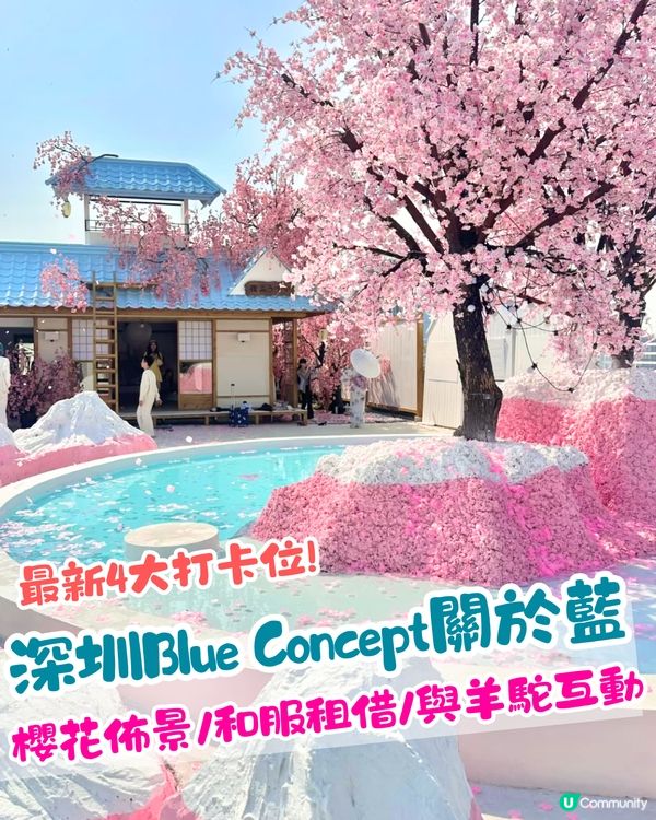深圳Blue Concept關於藍Cafe最新4大櫻花主題打卡位‼️ 浪漫櫻花飄落/和服租借/與草泥馬互動