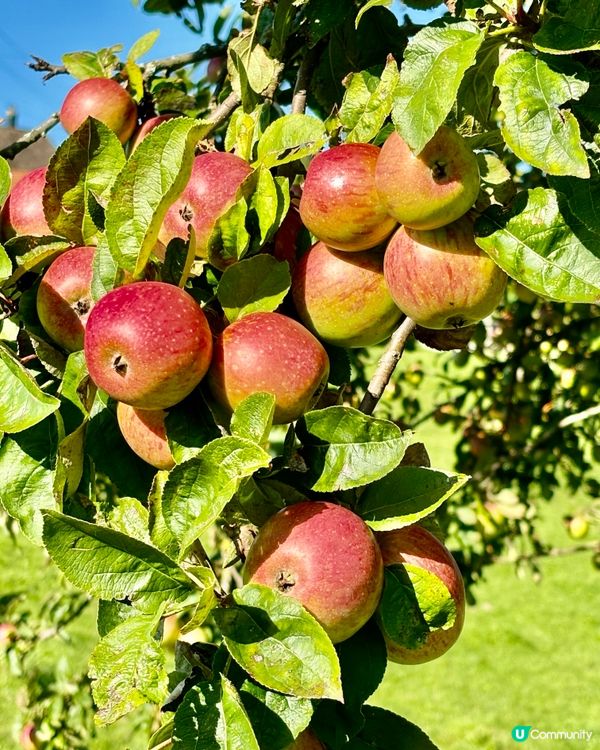 《瑞士蘋果汁及蘋果酒》 🍎🍏🍎🍏