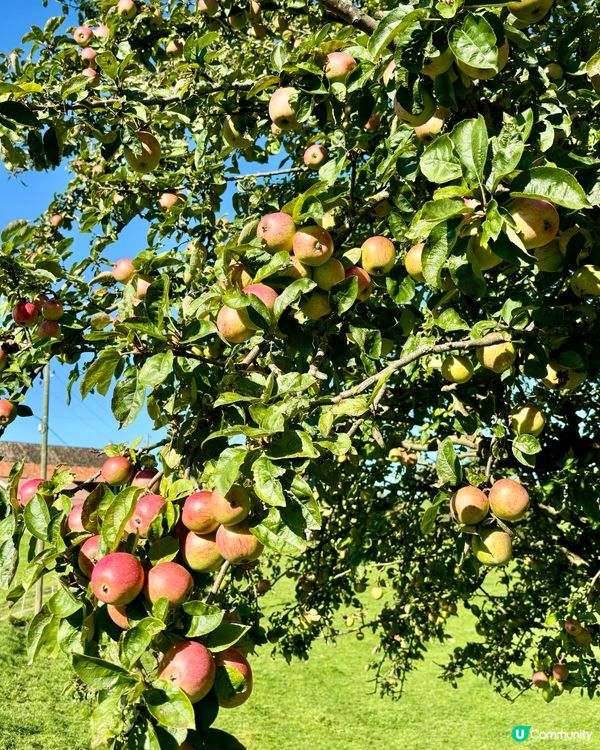 《瑞士蘋果汁及蘋果酒》 🍎🍏🍎🍏