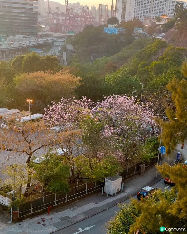 瑪嘉烈醫院斜路從荔景 & 美孚方向，隱世賞花打卡點！🌸