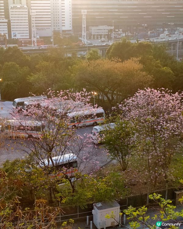瑪嘉烈醫院斜路從荔景 & 美孚方向，隱世賞花打卡點！🌸