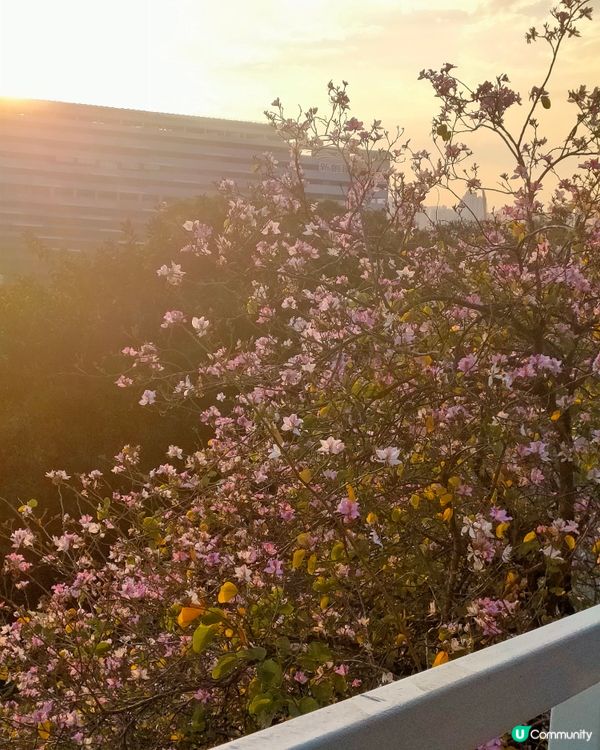 瑪嘉烈醫院斜路從荔景 & 美孚方向，隱世賞花打卡點！🌸