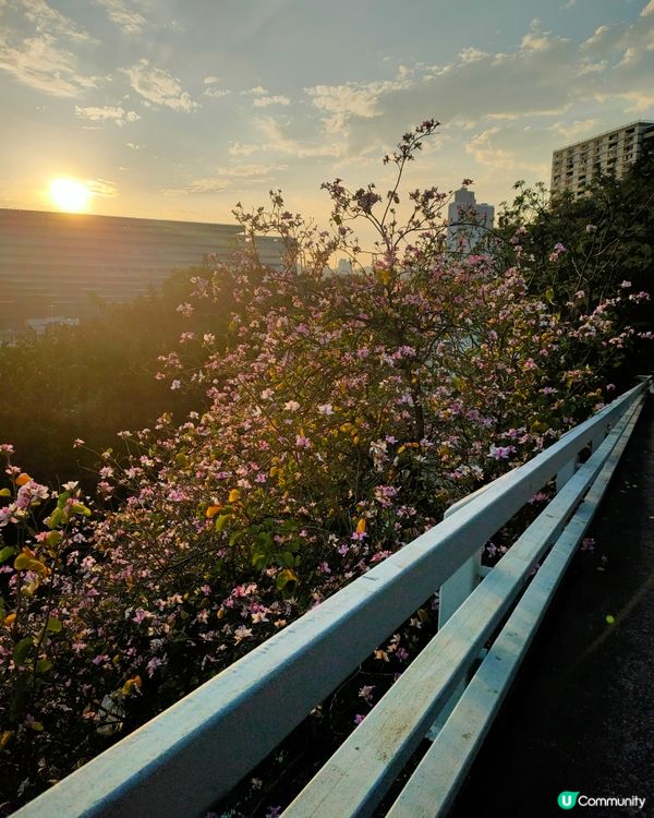 瑪嘉烈醫院斜路從荔景 & 美孚方向，隱世賞花打卡點！🌸